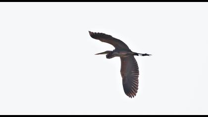 Purple Heron