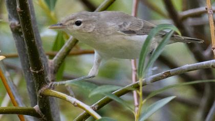 Eastern Olivaceous Warbler