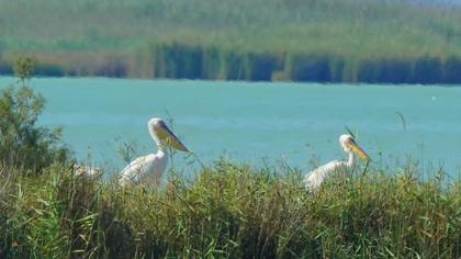 Great White Pelican