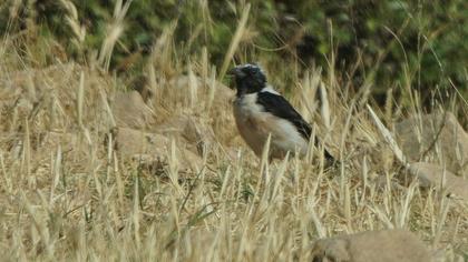 Finsch`s Wheatear