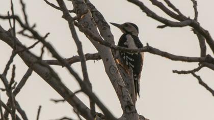 Syrian Woodpecker
