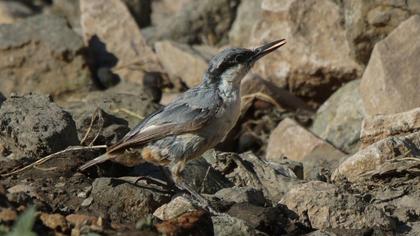 Eastern Rock Nuthatch