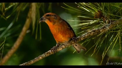 Red Crossbill