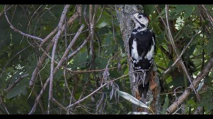Syrian Woodpecker