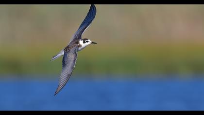 Black Tern