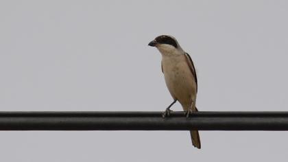Lesser Grey Shrike