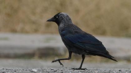 Western Jackdaw