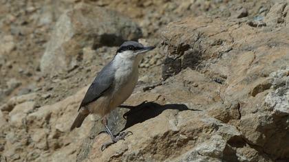 Western Rock Nuthatch
