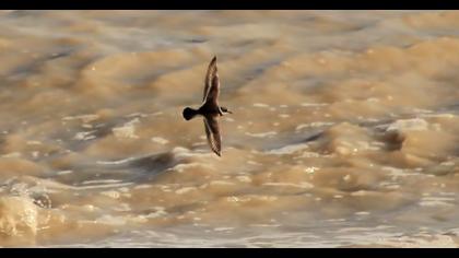 Common Ringed Plover