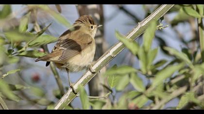 Marsh Warbler
