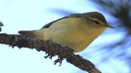 Wood Warbler