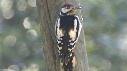 Great Spotted Woodpecker