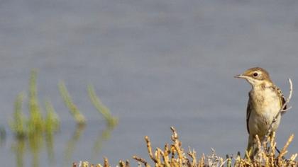 Western Yellow Wagtail