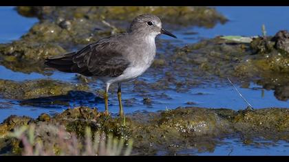 Temminck`s Stint