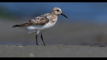 Sanderling
