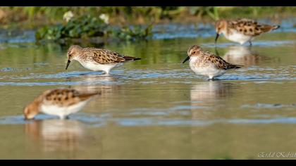 Little Stint