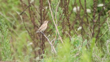 Isabelline Wheatear