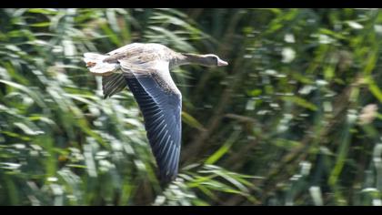 Greater White-fronted Goose