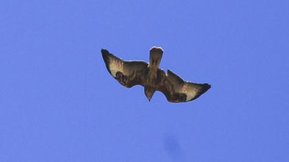 Common Buzzard