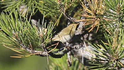 Wood Warbler