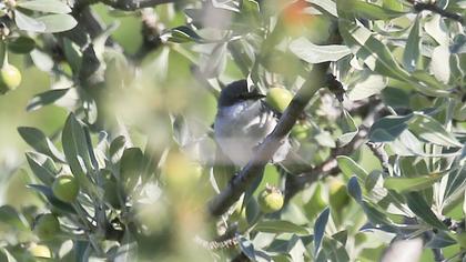 Lesser Whitethroat