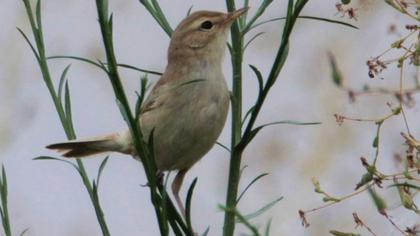 Booted Warbler