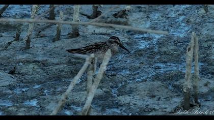 Broad-billed Sandpiper