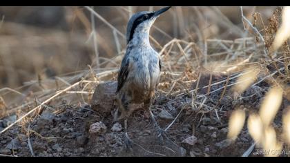 Western Rock Nuthatch