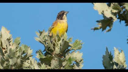 Black-headed Bunting