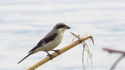 Lesser Grey Shrike