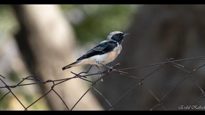 Black-eared Wheatear