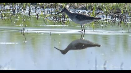 Common Redshank
