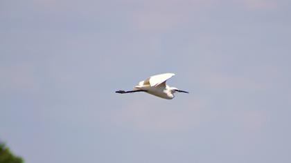 Little Egret