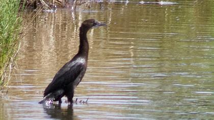 Pygmy Cormorant