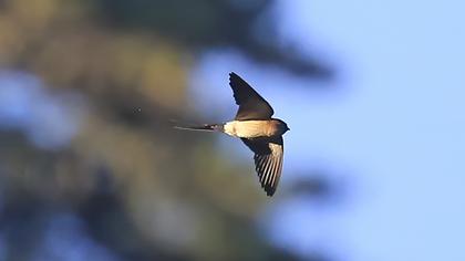 Red-rumped Swallow