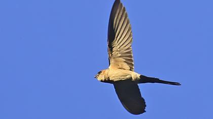 Red-rumped Swallow