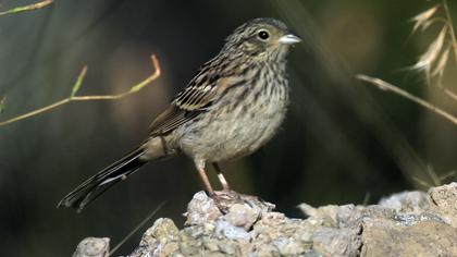 Rock Bunting