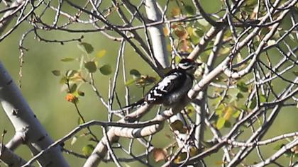 Great Spotted Woodpecker