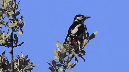 Great Spotted Woodpecker