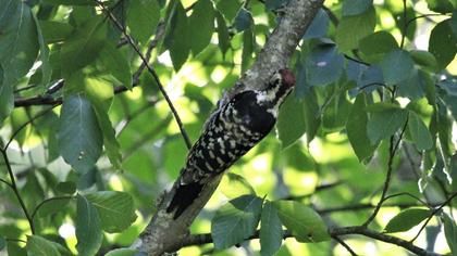 White-backed Woodpecker