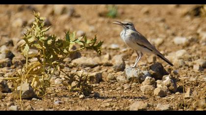 Greater Hoopoe-Lark