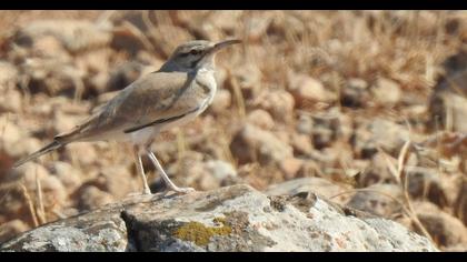 Greater Hoopoe-Lark