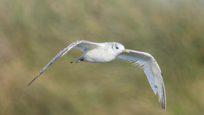 Black-legged Kittiwake