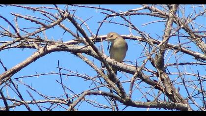 Garden Warbler
