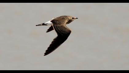 Collared Pratincole