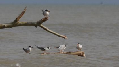 Common Tern