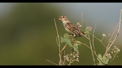 Spanish Sparrow
