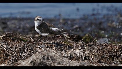 Kentish Plover
