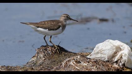 Common Sandpiper