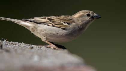 House Sparrow